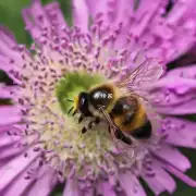 蜜蜂为什么会选择特定花朵作为授粉对象并只进行一定数量的花粉收集和传播工作?