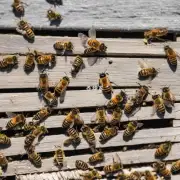 如果我家里的蜜蜂飞逃了我会采取什么措施来防止他们再次飞逃?
