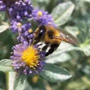 蜜蜂在采蜜过程中会遇到哪些困难或障碍?