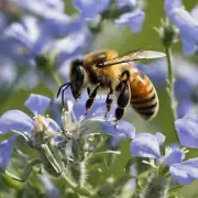 为什么蜜蜂在某些地区比其他地区更容易受到威胁?