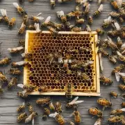 在养蜂过程中有哪些常见的问题和挑战需要解决?