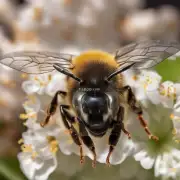 如何辨别蜜蜂工的体型和颜色?