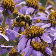为什么蜜蜂会在某些时间点上大规模死亡呢?