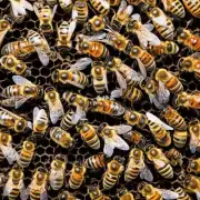 在分蜂隔过程中如何处理雄性工蜂?