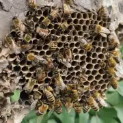 蜜蜂在什么时候开始筑巢?
