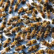 冬季蜜蜂繁殖能力会受到哪些因素的影响?