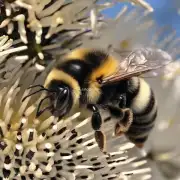 我明白了那么在北美洲最大的蜜蜂叫什么名字呢?