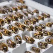 使用哪种温度控制设备最适合孵化蜜蜂幼崽?