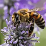 蜜蜂蜇人后为什么会肿起来?