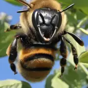 对了请让我再提醒一遍北美洲最大的蜜蜂是什么?