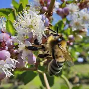 如果您想在果园里养殖蜜蜂的话对于那些种植柑橘或葡萄的人而言哪种蜜蜂会更合适?