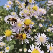 当蜜蜂采集蜂蜜时它们通常会选择那些花朵中的蜜腺吗?