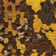 在哪里可以购买材料用于制作蜂巢?