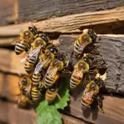 如果不产蜜了那么蜜蜂会选择别的食物来替代蜂蜜?