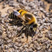 蜜蜂蜇人是否会导致其他疾病?