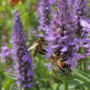 为什么蜜蜂会选择特定的植物作为蜜源作物?