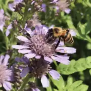 关于蜜蜂消毒的注意事项有哪些?