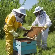 在土法中养殖蜂群时如何确保养蜂的人员健康安全?