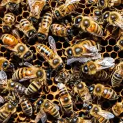 蜜蜂能够做些什么来帮助我们的生态系统?