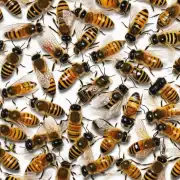 如何判断蜜蜂是否需要额外施加营养补充物?