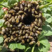 草莓棚里有没有合适的蜜蜂巢放置地点?