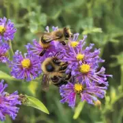 蜜蜂在不同季节和环境中的繁殖模式是什么样的?