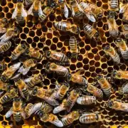如果你在养蜂的过程中面临蜜蜂数量增加而导致的过度繁殖的问题你认为你应该采取哪些措施以避免这种情况发生并保护蜜蜂种群的多样性?
