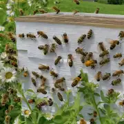 为什么需要保护蜜蜂?