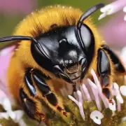 蜜蜂对哪些食物过敏反应最明显?