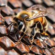 为什么有些蜜蜂会蜇人而不是攻击它们?