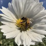 蜜蜂喜欢在哪里找到充足阳光?
