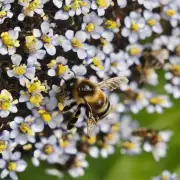 蜜蜂蜇人会有持续时间吗?