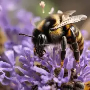 蜜蜂怎么判断有毒物质?