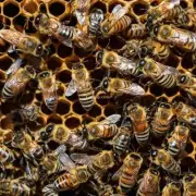 蜜蜂产卵的具体过程是什么样的?