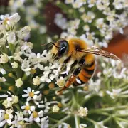 如果你在金桔园内发现了未成熟的金桔蜜蜂该如何处理?