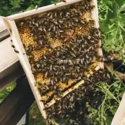我最近养了一些蜜蜂但它们总是只在蜂蜜箱中筑巢而不出去采蜜我不知道如何引诱它们出去采蜜?