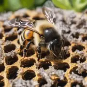 蜜蜂社群中只有一只母蜂但她只生一个卵子这个卵蛋是由工蜂完成孕育和孵化的过程因为母亲对生产过程不感兴趣那么蜜蜂社群是如何进行分工合作并保证工作的顺利进行的?