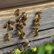蜜蜂在何时开始筑巢 并且建巢的时间表如何?