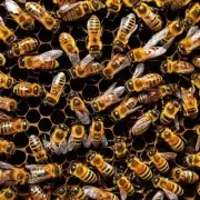 为什么一些蜜蜂只收集花蜜而不收集花粉呢?