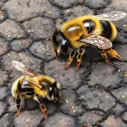 问人 拦不住的蜜蜂和其他生物之间的关系是友好敌对还是其他形式的互动?