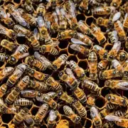 蜜蜂的食物是如何通过蜂巢的?