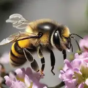 关于蜂王膏和蜂胶它们有哪些功效?