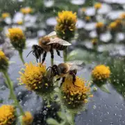 为什么蜜蜂为什么下雨天那么凶?