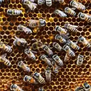 你知道蜜蜂有多长寿命吗?