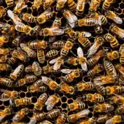 哪些情况下需要使用蜜蜂消毒药剂以及如何选择合适的药物?