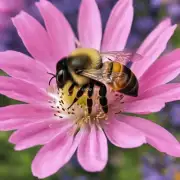 为什么蜜蜂有特殊的嗅觉器官可以分辨花粉的味道?