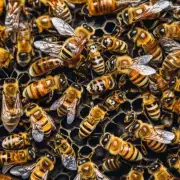 蜜蜂是通过什么方式繁殖后代?