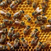 蜜蜂后腿中含有哪些抗氧化剂能帮助人们抵抗自由基损害?