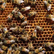 将蜜蜂转移到新蜂箱的过程中会出现哪些问题?