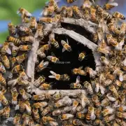 蜜蜂在什么时间最有可能飞出巢穴寻找花蜜?